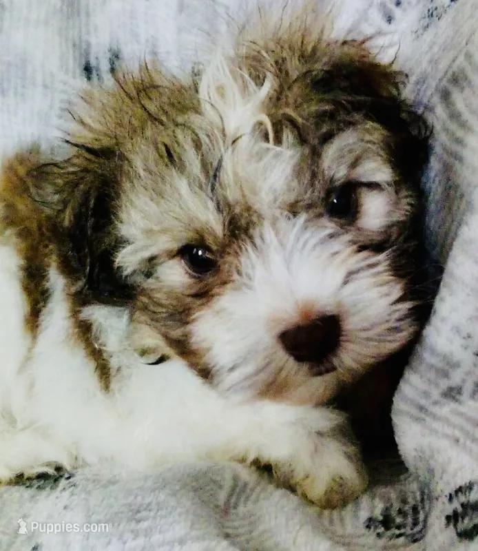 Brown and white – Havanese puppy for sale in Uniontown, OH
