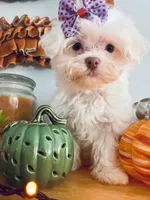 Tiny Jade, a female Maltese for sale in Uniontown, OH – 1 of 9