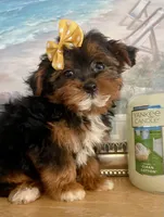 Teacup Talia, a female Morkie for sale in Uniontown, OH – 4 of 9