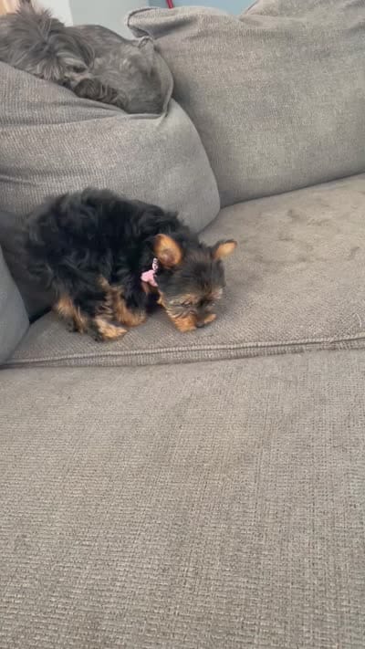 Little Layla, a female Yorkshire Terrier for sale in Uniontown, OH – 7 of 7