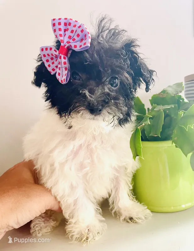 Teacup Tina – Maltipoo puppy for sale in Uniontown, OH