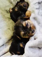 Mia, a female Yorkshire Terrier for sale in Uniontown, OH – 2 of 5