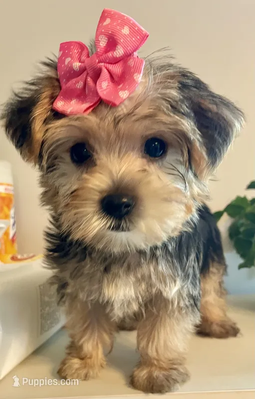 Tiny Tiarra – Yorkshire Terrier puppy for sale in Uniontown, OH