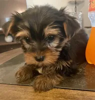Tiny Tim, a male Yorkshire Terrier for sale in Uniontown, OH – Photo 4 of 10