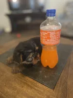 Tiny Tim, a male Yorkshire Terrier for sale in Uniontown, OH – Photo 2 of 10