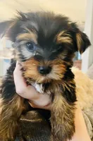 Tiny Tim, a male Yorkshire Terrier for sale in Uniontown, OH – Photo 5 of 10