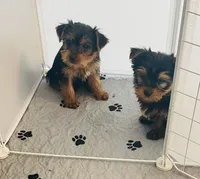 Tiny Tim, a male Yorkshire Terrier for sale in Uniontown, OH – Photo 9 of 10