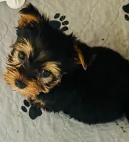 Tiny Tim, a male Yorkshire Terrier for sale in Uniontown, OH – Photo 8 of 10