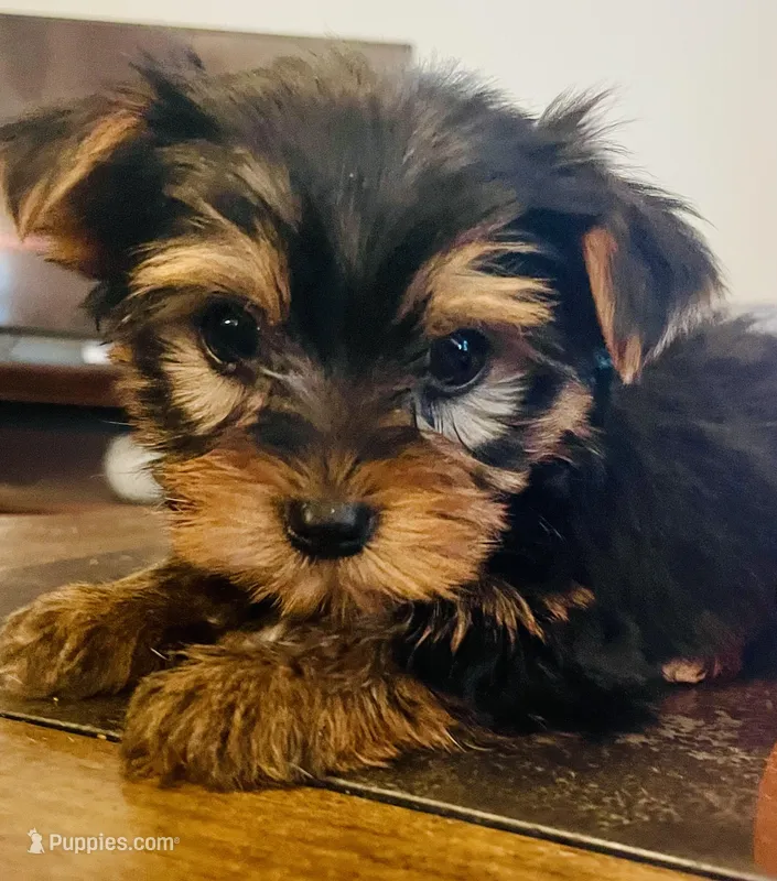 Tiny Tim – Yorkshire Terrier puppy for sale in Uniontown, OH