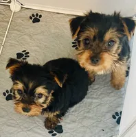 Tiny Tim, a male Yorkshire Terrier for sale in Uniontown, OH – Photo 10 of 10