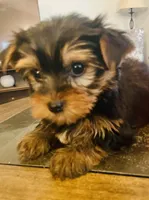 Tiny Tim, a male Yorkshire Terrier for sale in Uniontown, OH – Photo 3 of 10
