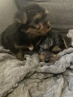 Tiny Tim, a male Yorkshire Terrier for sale in Uniontown, OH – Photo 7 of 10