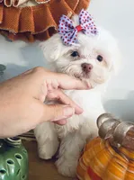 Tiny Jade, a female Maltese for sale in Uniontown, OH – 3 of 9