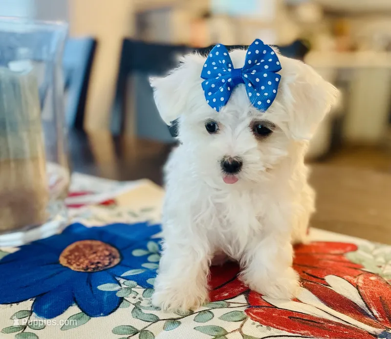 Tiny Della – Maltese puppy for sale in Uniontown, OH