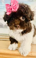 Teacup Torie, a female Havapoo for sale in Uniontown, OH – 2 of 7