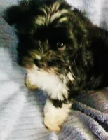 Black and white , a male Havanese for sale in Uniontown, OH – 1 of 8