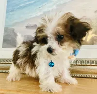 Teacup Tuck, a male Maltipoo for sale in Uniontown, OH – 8 of 10