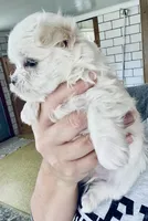 Minnie, a female Maltese for sale in Uniontown, OH – Photo 3 of 5