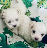 Minnie, a female Maltese for sale in Uniontown, OH – Photo 5 of 5