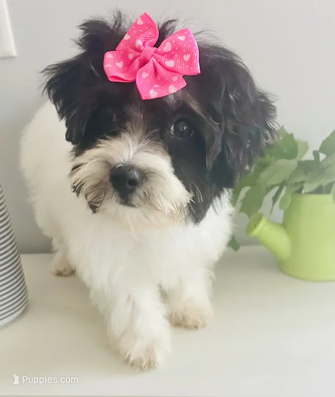 Sophie – Havanese puppy for sale in Uniontown, OH