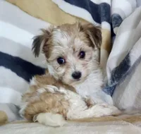 Missy, a female Shichon for sale in Uniontown, OH – 4 of 6