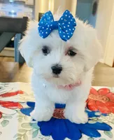 Little Darcy, a female Maltese for sale in Uniontown, OH – 8 of 8
