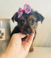 Teacup Candy, a female Yorkshire Terrier for sale in Uniontown, OH – 6 of 10