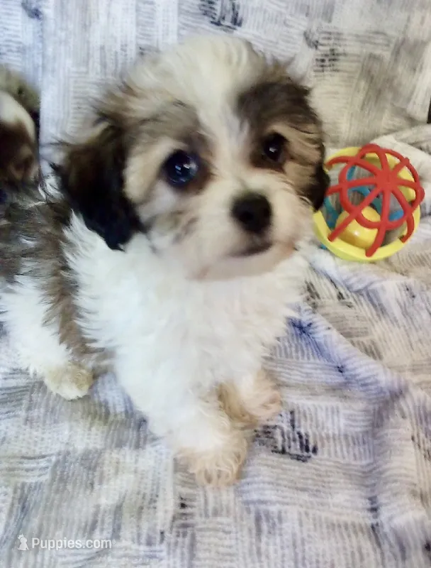 Stuart – Havanese puppy for sale in Uniontown, OH