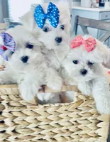 Tiny Daina, a female Maltese for sale in Uniontown, OH – 8 of 9