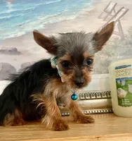 Teacup Troy, a male Yorkshire Terrier for sale in Uniontown, OH – 4 of 8