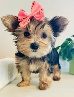 Princess (teacup), a female Yorkshire Terrier for sale in Uniontown, OH – 6 of 7