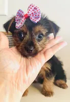 Teacup Candy, a female Yorkshire Terrier for sale in Uniontown, OH – 3 of 10