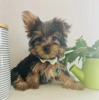 Justin, a male Yorkshire Terrier for sale in Uniontown, OH – 7 of 9