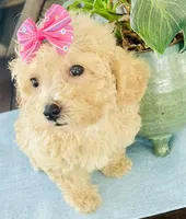 Tiny Torie, a female Maltipoo for sale in Uniontown, OH – 2 of 7