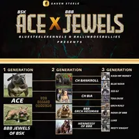 Male 2, a male American Bully for sale in Quincy, IL – Photo 2 of 2