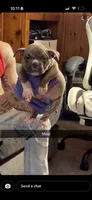 Male 7, a male American Bully for sale in Quincy, IL – Photo 1 of 2