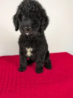 F1b Goldendoodle "Toad", a male Goldendoodle for sale in Baton Rouge, LA – 5 of 6
