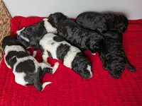 F1b Goldendoodle "Princess Peach", a female Goldendoodle for sale in Baton Rouge, LA – 3 of 3