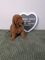 Standard Poodles- Green collar , a male Poodle - Standard  for sale in Baton Rouge, LA – 7 of 8