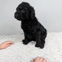 Purple collar girl, a female Poodle - Standard  for sale in Baton Rouge, LA – Photo 6 of 6