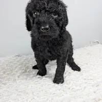 Purple collar girl, a female Poodle - Standard  for sale in Baton Rouge, LA – Photo 2 of 6