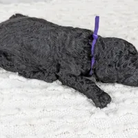 Purple collar girl, a female Poodle - Standard  for sale in Baton Rouge, LA – Photo 4 of 6