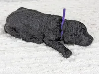 Purple collar girl, a female Poodle - Standard  for sale in Baton Rouge, LA – Photo 2 of 2