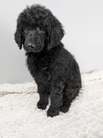 Purple collar girl, a female Poodle - Standard  for sale in Baton Rouge, LA – Photo 5 of 6
