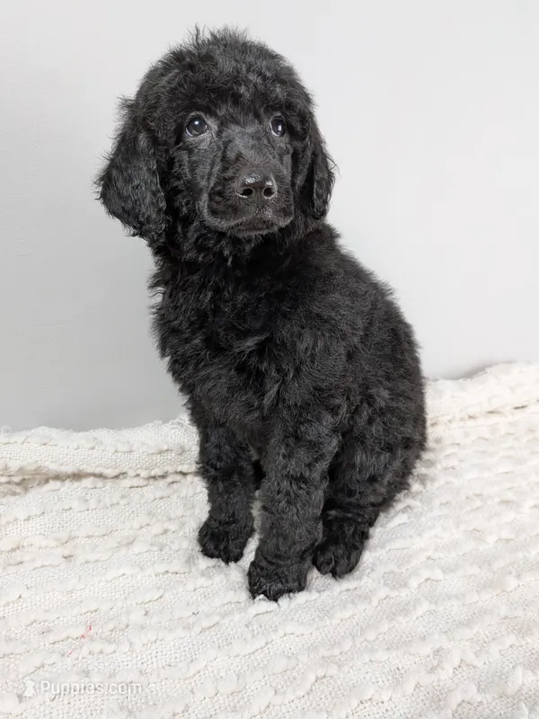 Purple collar girl – Poodle - Standard  puppy for sale in Baton Rouge, LA