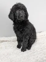 Purple collar girl, a female Poodle - Standard  for sale in Baton Rouge, LA – Photo 1 of 6