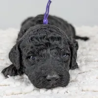 Purple collar girl, a female Poodle - Standard  for sale in Baton Rouge, LA – Photo 3 of 6