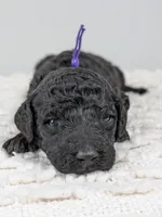 Purple collar girl, a female Poodle - Standard  for sale in Baton Rouge, LA – Photo 1 of 2