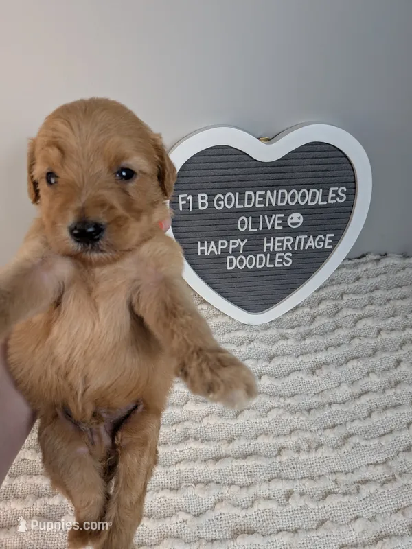 F1b Goldendoodle- Olive collar  – Goldendoodle puppy for sale in Baton Rouge, LA