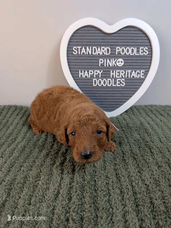 Standard Poodles- pink collar  – Poodle - Standard  puppy for sale in Baton Rouge, LA